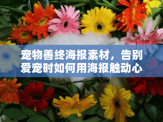 宠物善终海报素材，告别爱宠时如何用海报触动心灵？