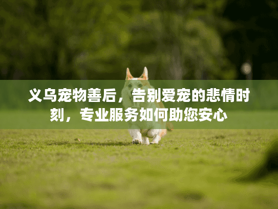 义乌宠物善后，告别爱宠的悲情时刻，专业服务如何助您安心