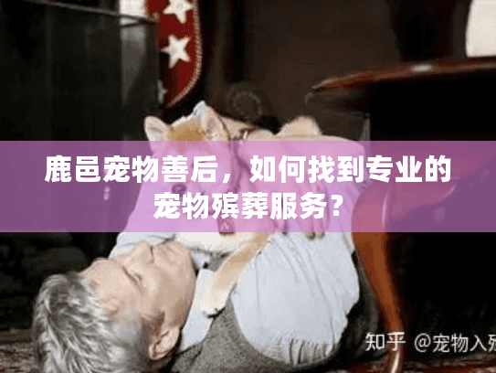 鹿邑宠物善后，如何找到专业的宠物殡葬服务？