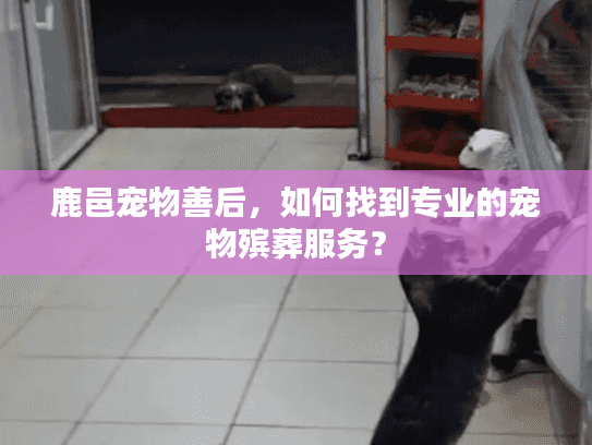 鹿邑宠物善后，如何找到专业的宠物殡葬服务？