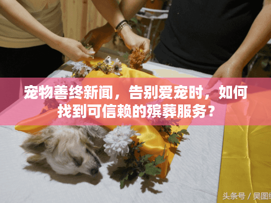 宠物善终新闻，告别爱宠时，如何找到可信赖的殡葬服务？