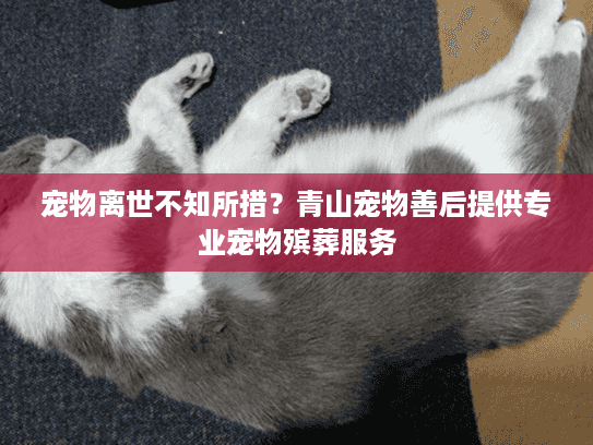 宠物离世不知所措？青山宠物善后提供专业宠物殡葬服务