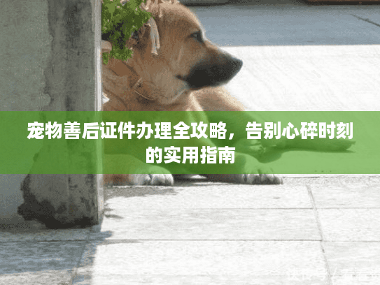 宠物善后证件办理全攻略，告别心碎时刻的实用指南
