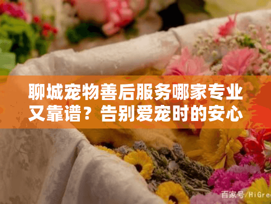 聊城宠物善后服务哪家专业又靠谱？告别爱宠时的安心选择