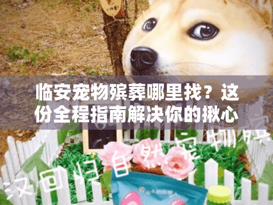 临安宠物殡葬哪里找？这份全程指南解决你的揪心时刻
