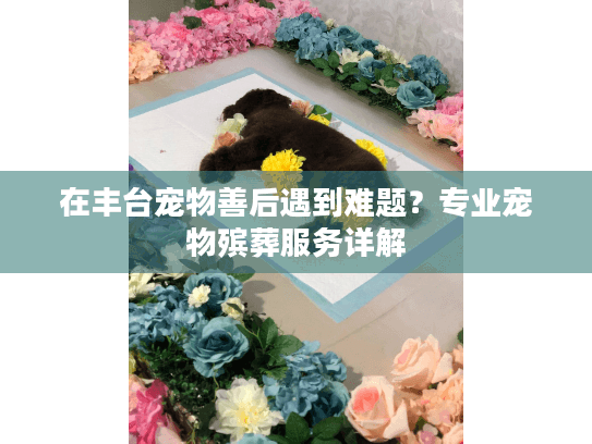 在丰台宠物善后遇到难题？专业宠物殡葬服务详解