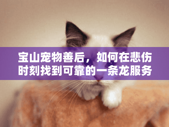 宝山宠物善后，如何在悲伤时刻找到可靠的一条龙服务