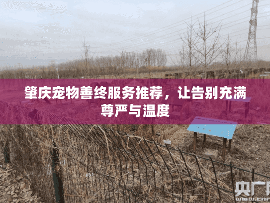 肇庆宠物善终服务推荐，让告别充满尊严与温度