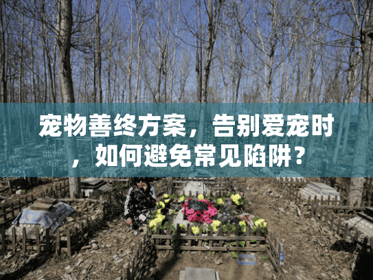 宠物善终方案，告别爱宠时，如何避免常见陷阱？