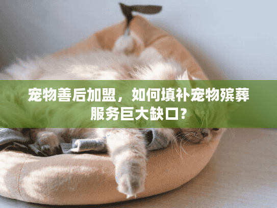 宠物善后加盟，如何填补宠物殡葬服务巨大缺口？