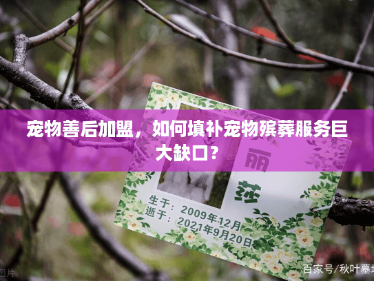 宠物善后加盟，如何填补宠物殡葬服务巨大缺口？