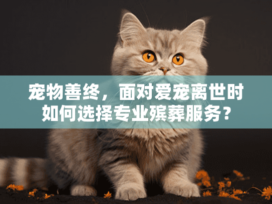 宠物善终，面对爱宠离世时如何选择专业殡葬服务？