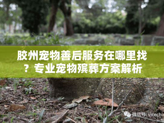 胶州宠物善后服务在哪里找？专业宠物殡葬方案解析