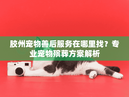 胶州宠物善后服务在哪里找？专业宠物殡葬方案解析