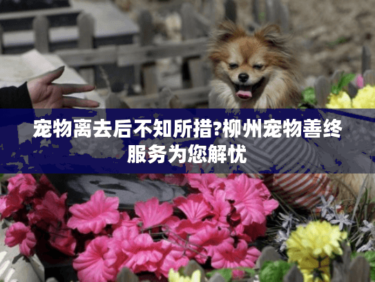 宠物离去后不知所措?柳州宠物善终服务为您解忧
