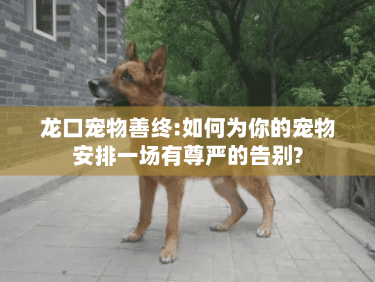 龙口宠物善终:如何为你的宠物安排一场有尊严的告别?