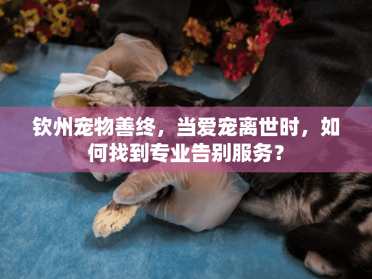 钦州宠物善终，当爱宠离世时，如何找到专业告别服务？