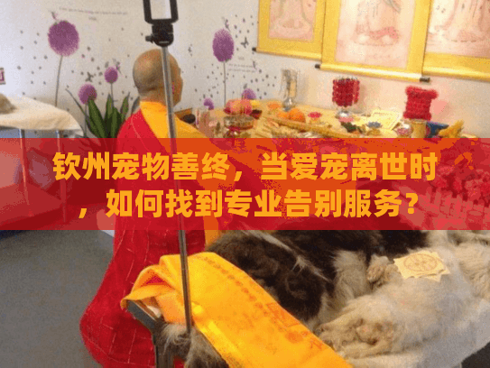 钦州宠物善终，当爱宠离世时，如何找到专业告别服务？