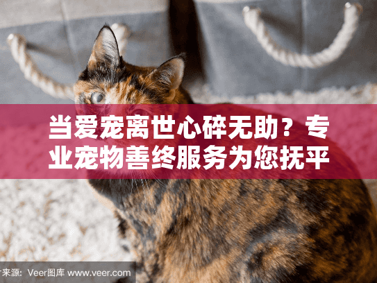 当爱宠离世心碎无助？专业宠物善终服务为您抚平伤痛