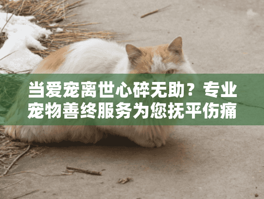 当爱宠离世心碎无助？专业宠物善终服务为您抚平伤痛