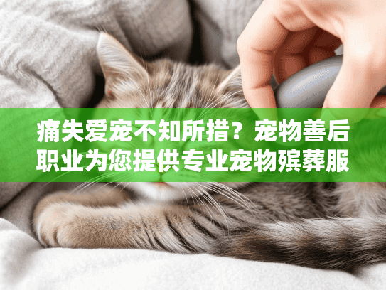 痛失爱宠不知所措？宠物善后职业为您提供专业宠物殡葬服务解决方案