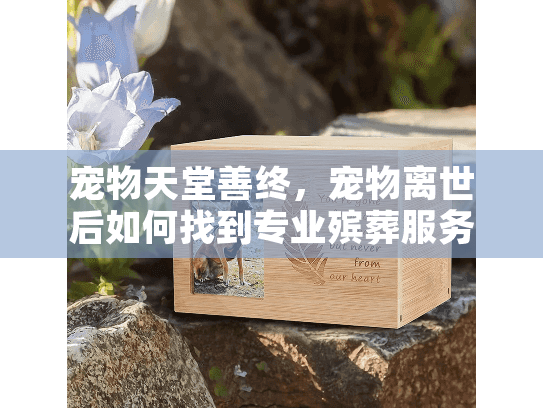 宠物天堂善终，宠物离世后如何找到专业殡葬服务？