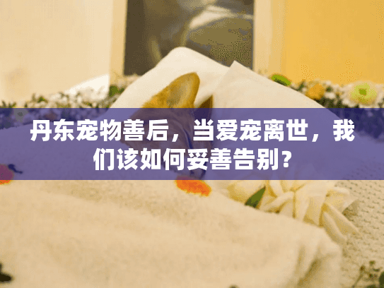 丹东宠物善后，当爱宠离世，我们该如何妥善告别？