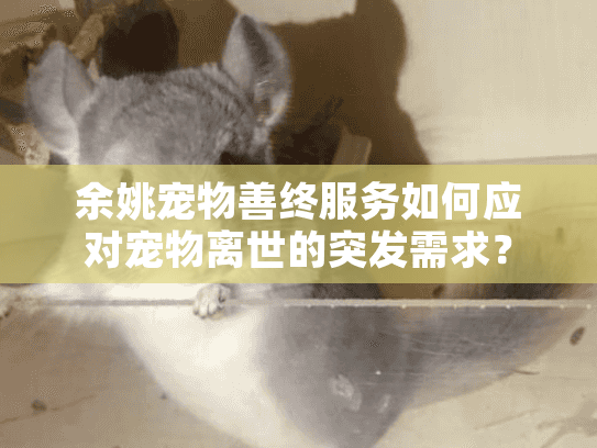 余姚宠物善终服务如何应对宠物离世的突发需求？