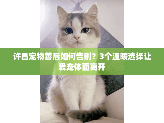 许昌宠物善后如何告别？3个温暖选择让爱宠体面离开