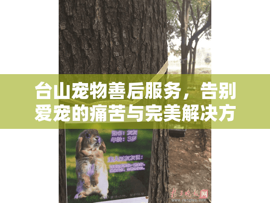 台山宠物善后服务，告别爱宠的痛苦与完美解决方案