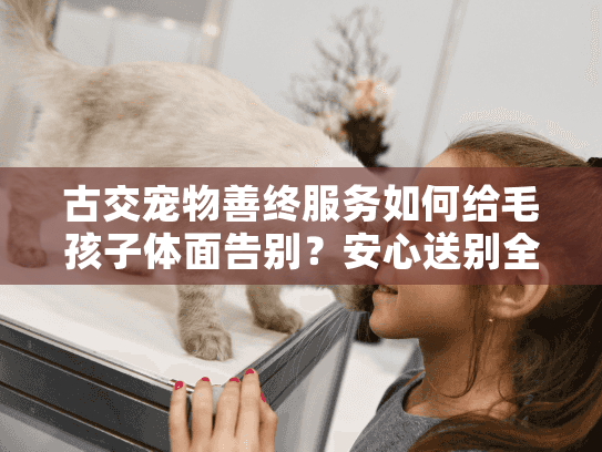 古交宠物善终服务如何给毛孩子体面告别？安心送别全指南
