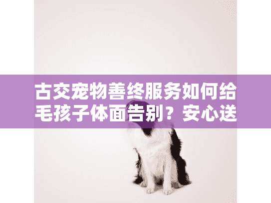 古交宠物善终服务如何给毛孩子体面告别？安心送别全指南