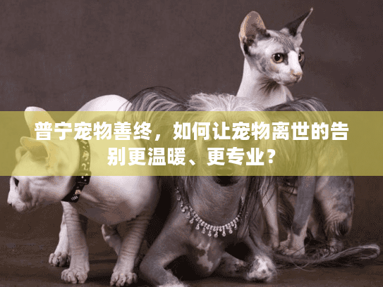 普宁宠物善终，如何让宠物离世的告别更温暖、更专业？
