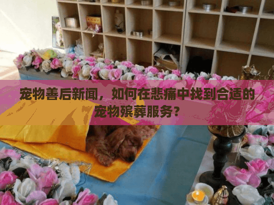 宠物善后新闻，如何在悲痛中找到合适的宠物殡葬服务？