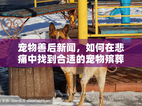 宠物善后新闻，如何在悲痛中找到合适的宠物殡葬服务？