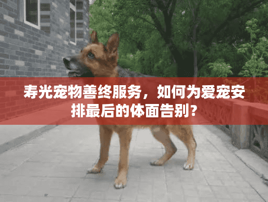 寿光宠物善终服务，如何为爱宠安排最后的体面告别？