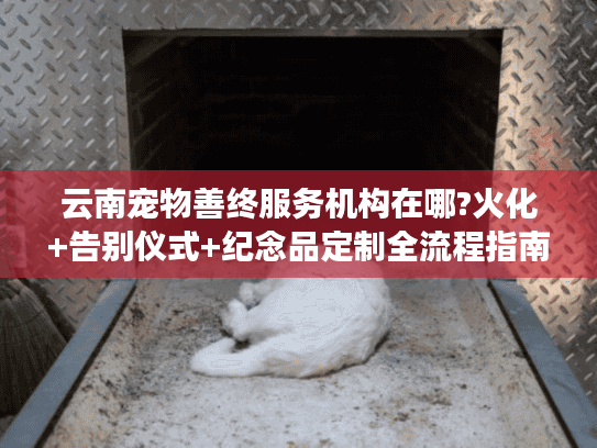 云南宠物善终服务机构在哪?火化+告别仪式+纪念品定制全流程指南