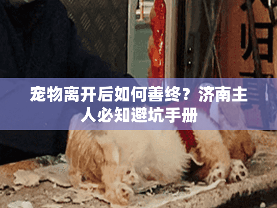 宠物离开后如何善终？济南主人必知避坑手册