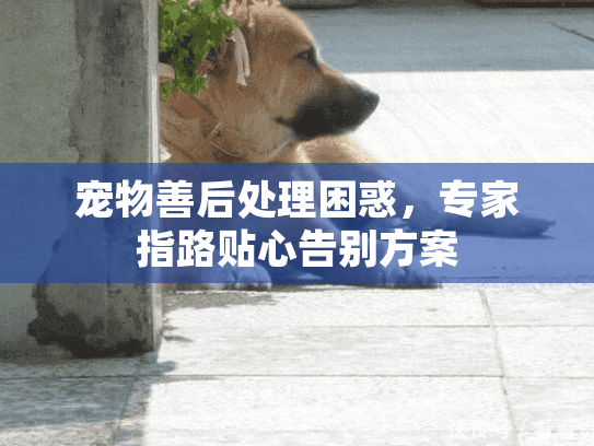 宠物善后处理困惑，专家指路贴心告别方案