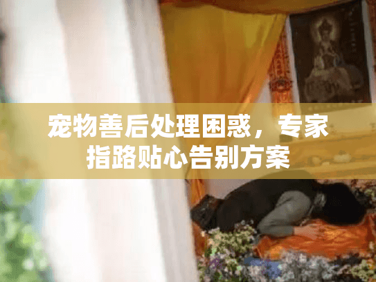 宠物善后处理困惑，专家指路贴心告别方案