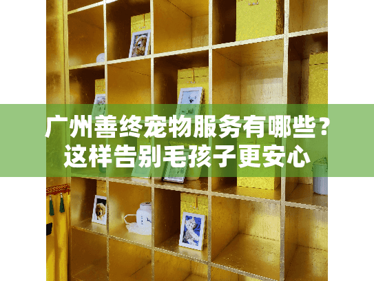 广州善终宠物服务有哪些？这样告别毛孩子更安心