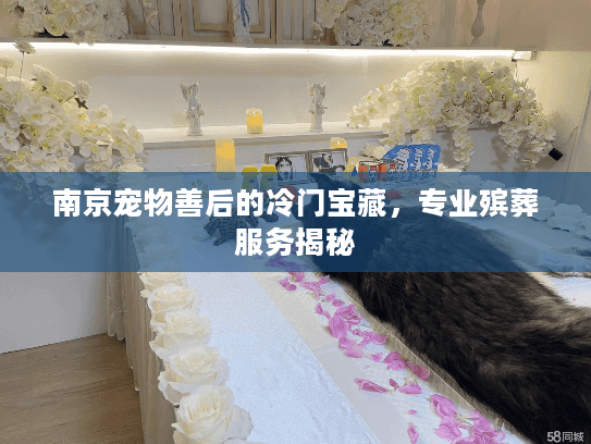 南京宠物善后的冷门宝藏，专业殡葬服务揭秘