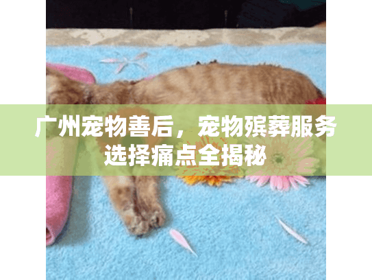 广州宠物善后，宠物殡葬服务选择痛点全揭秘