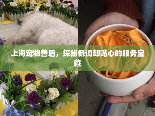 上海宠物善后，探秘低调却贴心的服务宝藏