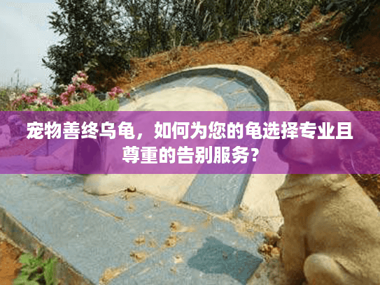 宠物善终乌龟，如何为您的龟选择专业且尊重的告别服务？