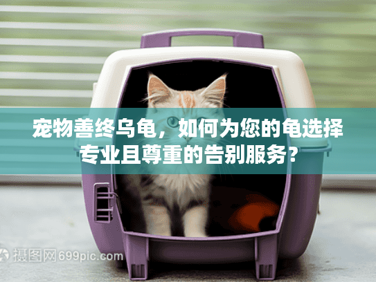 宠物善终乌龟，如何为您的龟选择专业且尊重的告别服务？