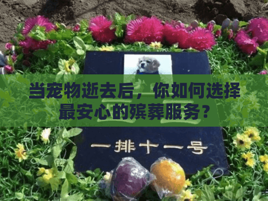 当宠物逝去后，你如何选择最安心的殡葬服务？