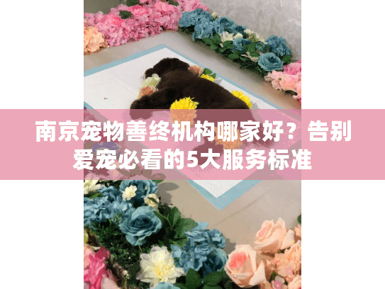 南京宠物善终机构哪家好？告别爱宠必看的5大服务标准