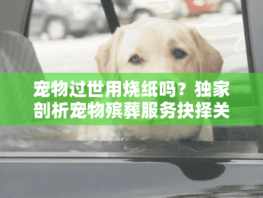 宠物过世用烧纸吗？独家剖析宠物殡葬服务抉择关键点