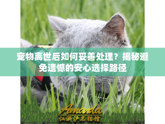 宠物离世后如何妥善处理?揭秘避免遗憾的安心选择路径 宠物离世后如何妥善处理?揭秘避免遗憾的安心选择路径